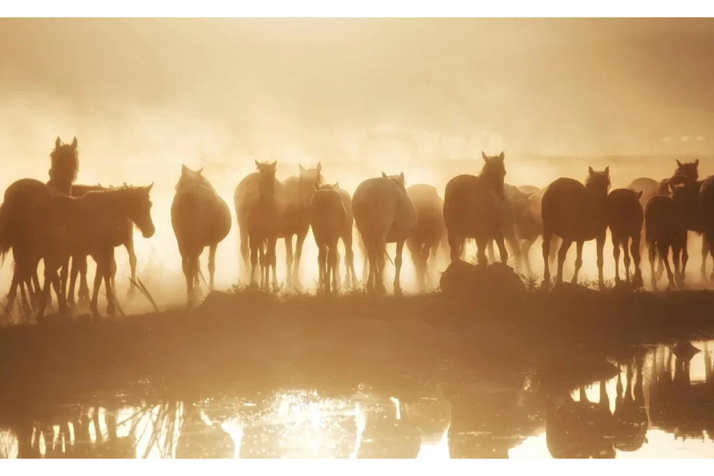 la Camargue